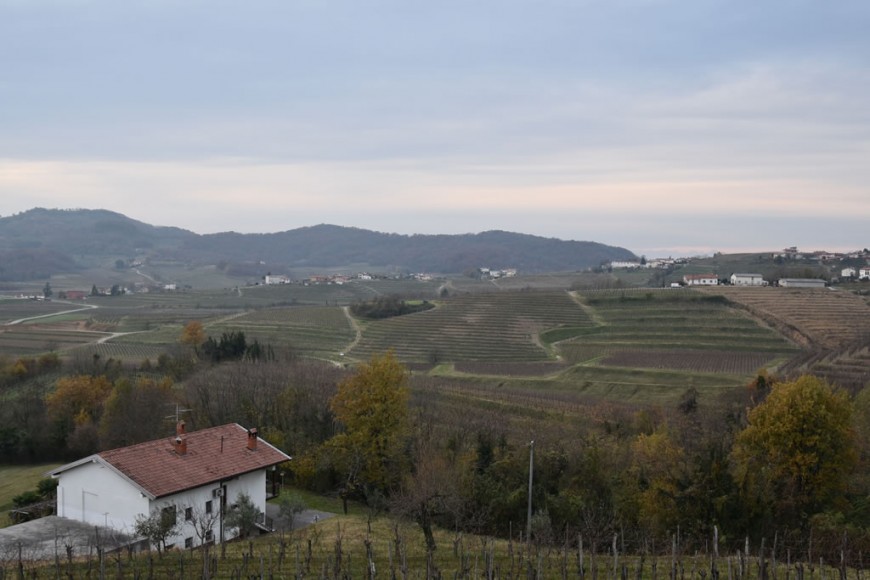 vigne dell'azienda Marjan Simcic