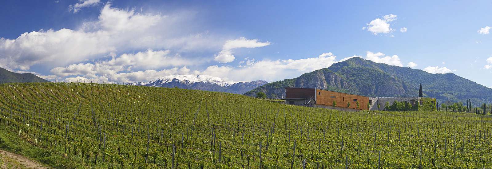 Panoramica tra i vigneti di Barone Pizzini