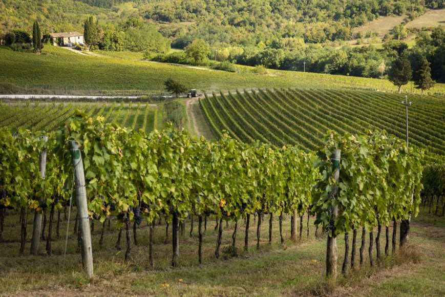 Arillo in Terrabianca _ Vigneti 2