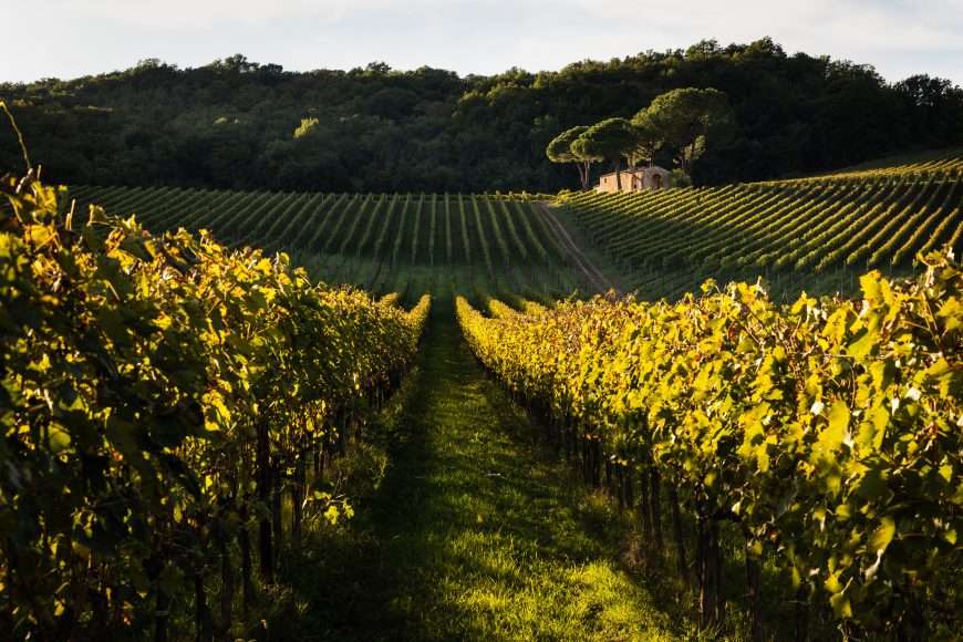 CORPORATE PER 27 DIGITAL - Arillo in Terrabianca Società Agricola s.r.l.